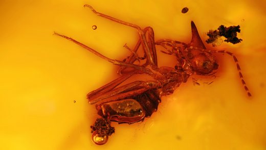 Nasensoldat im Bernstein, Bernstein mit Termiten