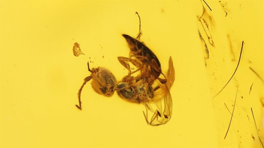 Wespe als Inkluse im Burma Bernstein 