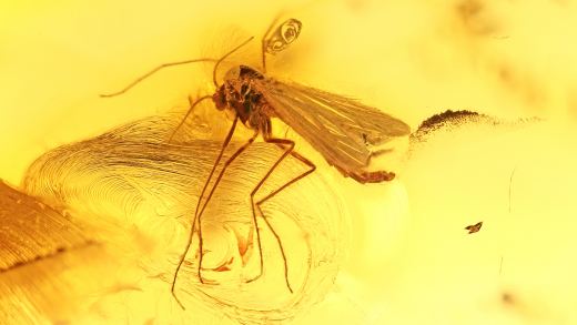Mücke als Einschluss im Bernstein