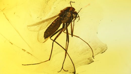 Mücken als Einschlüsse im Bernstein