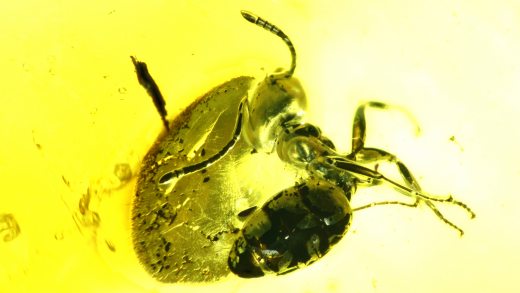 Ameise als Einschluss im Baltischen Bernstein