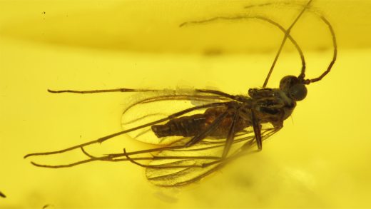 Baltischer Bernstein mit zwei Mücken als Einschlüsse