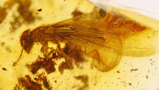 Termit mit Flügel im Bernstein