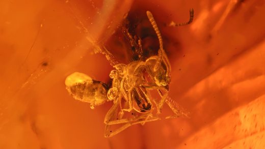 Ameise im Dominikanischen Bernstein