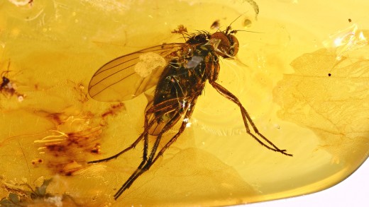 Fliege als Einschluss