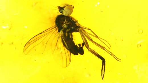 Fliege als Inkluse im Baltischen Bernstein