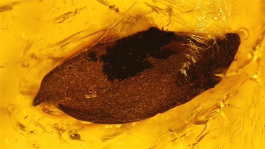 Ein kleines Blatt als Einschluss im Baltischen Bernstein