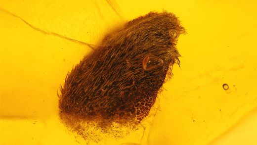 Blatt (Hülse) als Einschluss im Baltischen Bernstein