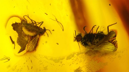 Buckelfliege und Zuckmücke als Inklusen im Baltischen Bernstein