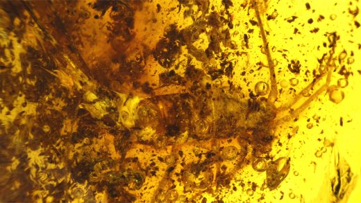 Felsenspringer als Einschluss im Baltischen Bernstein