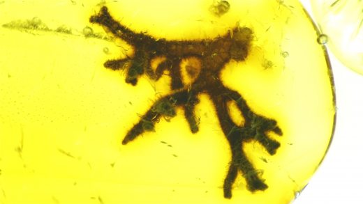 Flechten im Baltischen Bernstein