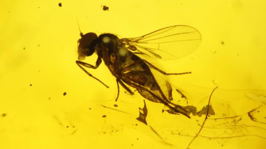 Fliege als Inkluse im Baltischen Bernstein