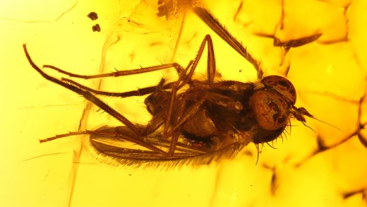 Fliege als Einschluss im Baltischen Bernstein