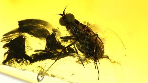 Langbeinfliege als Einschluss im Baltischen Bernstein