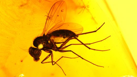 Langbeinfliege als Inkluse im Bernstein