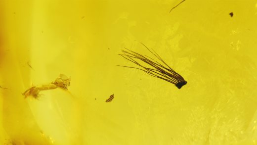 Grannen einer Frucht im Baltischen Bernstein