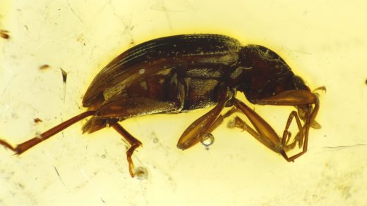 Großer Käfer als Inkluse im Bernstein