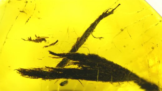 Holzfasern im Bernstein