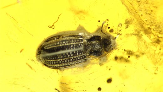 Käfer als Einschluss im Baltischen Bernstein