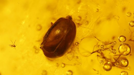 Käfer sowie weitere Einschlüsse im Baltischen Bernstein