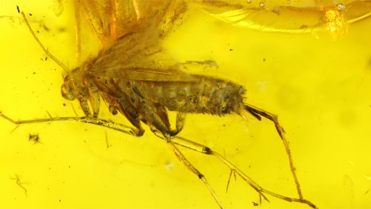 Köcherfliege als Einschluss im Baltischen Bernstein