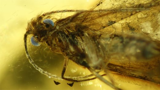Köcherfliegen mit blauen Augen im Bernstein