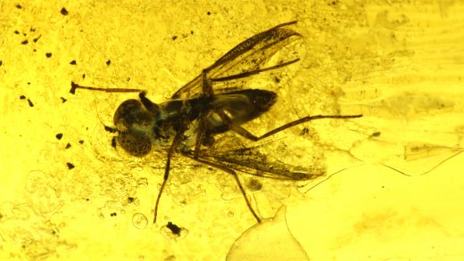 Langbeinfliege als Einschluss im Baltischen Bernstein
