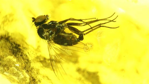 Langbeinfliege als Einschluss im Baltischen Bernstein