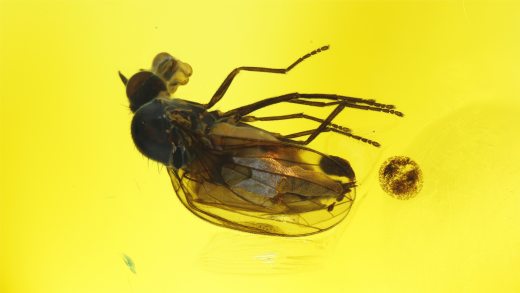 Langbeinfliege als Einschluss im Baltischen Bernstein