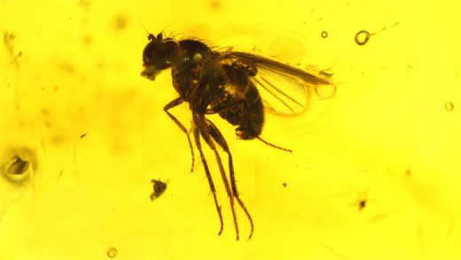 Fliege als Inkluse im Baltischen Bernstein