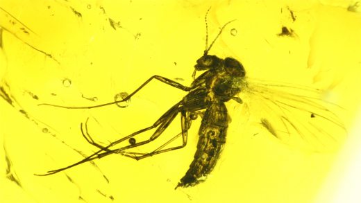 Mücke als Einschluss im Baltischen Bernstein