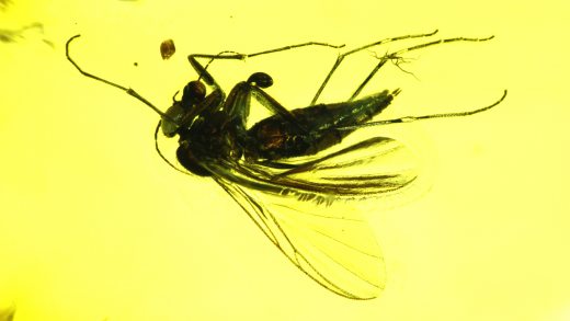Mücke als Einschluss im Baltischen Bernstein