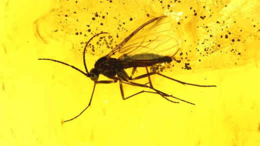 Trauermücke als Einschluss im Baltischen Bernstein