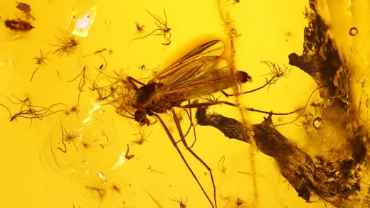 Mücke sowie weitere Einschlüsse im Baltischen Bernstein