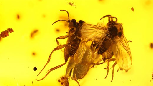 Mehrere Mücken als Inklusen