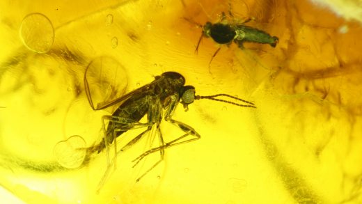 Zwei Mücken als Inklusen