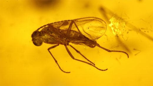 Mehrere Insekten als Inklusen