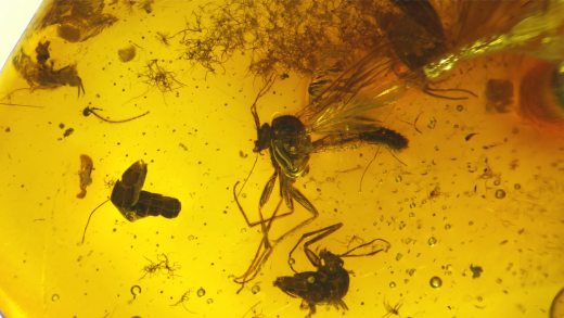 Mehrere Insekten im Baltischen Bernstein