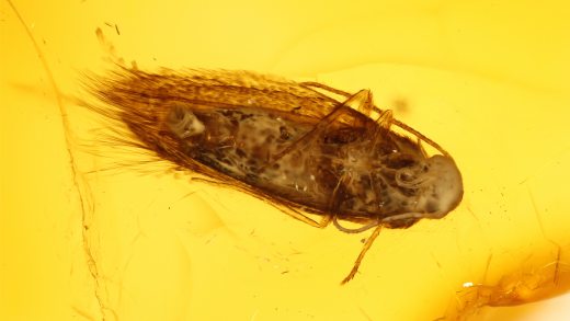 Motte als Einschluss im Bernstein