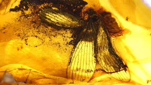 Netzflügler Sisyridae im Bernstein