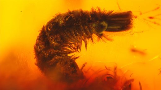 Pinselfüßer als Inkluse