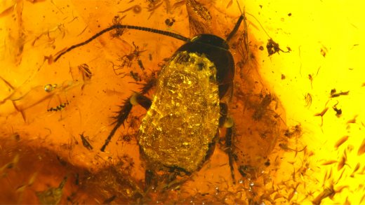 Schabe als Einschluss im Baltischen Bernstein