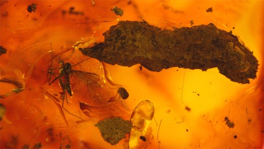 Zuckmücke und Koprolith als Einschlüsse im Bitterfelder Bernstein