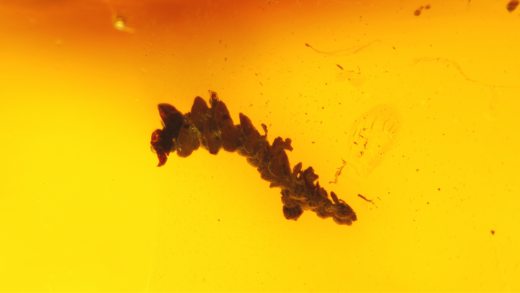 Lebermoos als Einschluss im Bitterfelder Bernstein