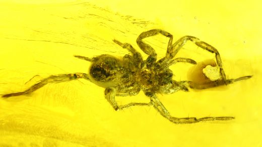 Spinne als Einschluss im Baltischen Bernstein