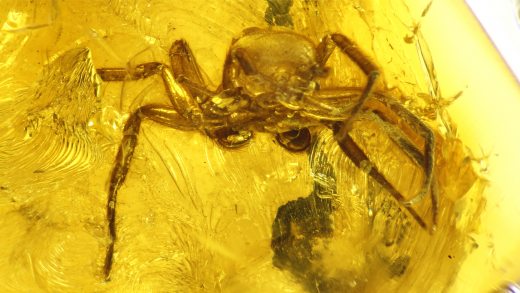 Große Spinne als Inkluse