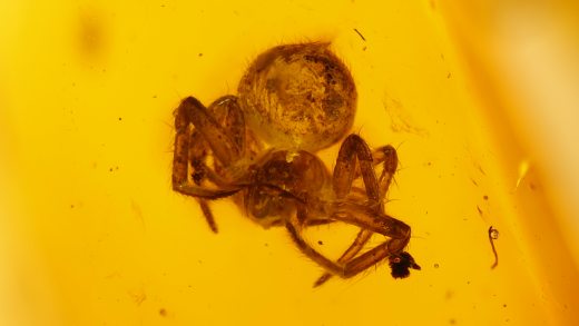 Spinne als Einschluss im Baltischen Bernstein