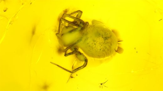 Spinne als Einschluss im Baltischen Bernstein