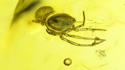 Spinne als Einschluss im Baltischen Bernstein