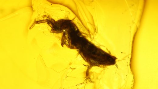 Springschwanz als Einschluss im Baltischen Bernstein